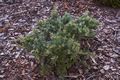 Juniperus virginiana Grey Owl Jałowiec wirginijski